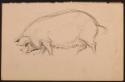 Arthur Lismer, 1885 - 1969
Untitled (pig)
graphite on paper
21.9 x 13.3 cm
Arthur Lismer Co…