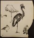Arthur Lismer, 1885 - 1969
Untitled (birds)
pen and ink on paper
22.9 x 30.6 cm
Arthur Lism…