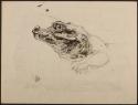 Arthur Lismer, 1885 - 1969
Untitled (alligator)
ink on paper
24.5 x 32 cm
Arthur Lismer Col…