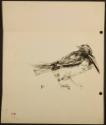 Arthur Lismer, 1885 - 1969
Untitled (bird)
pen and ink on paper
29.7 x 30.6 cm
Arthur Lisme…
