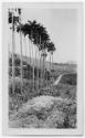 J.E.H. and wife Joan MacDonald, photographers
West Indies, Spring 1932 
black and white print…