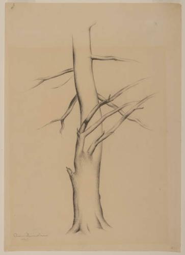 Photo Credit: Toni Hafkenscheid