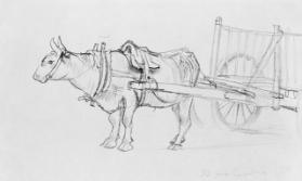 Study of an Ox