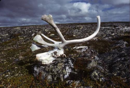 Pirujaqarvik, an inuksuk that marks a meat cache. 
Saattuqittuq area, Southwest Baffin Island,…