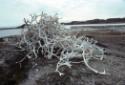 Pile of animal bones at the outpost camp of Kiawak. 
Lona Bay, Southwest Baffin Island, Nunavu…